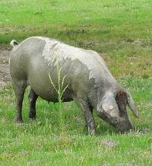 Free range Iberian pig