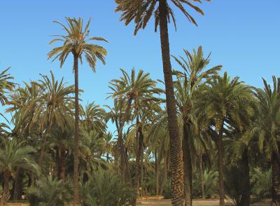 Elche / Elx palms