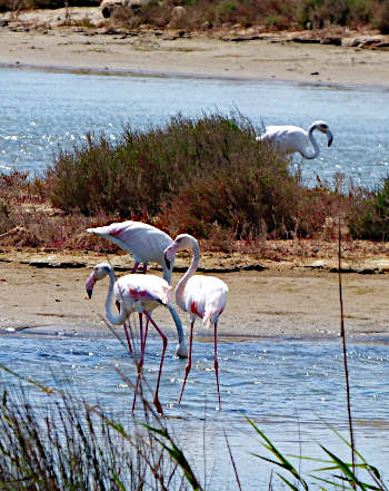 Ebro delta