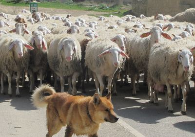 Sheep on the road in Castile