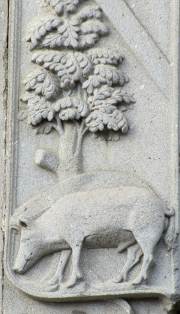 Pig beneath an oak tree